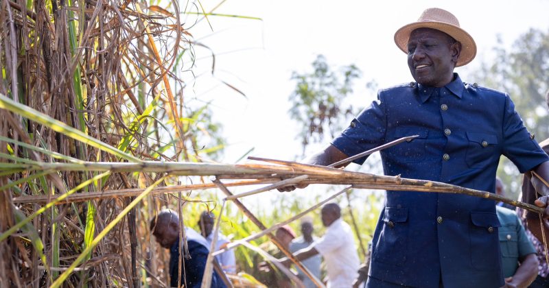 Ruto launches first-ever sugarcane farmers’ bonus at Mumias Sugar