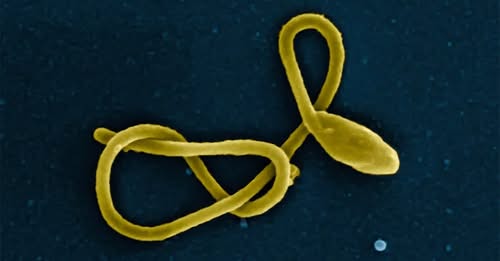 US Pledges $242mn for Ebola Response as Kenya Strengthens Regional Preparedness