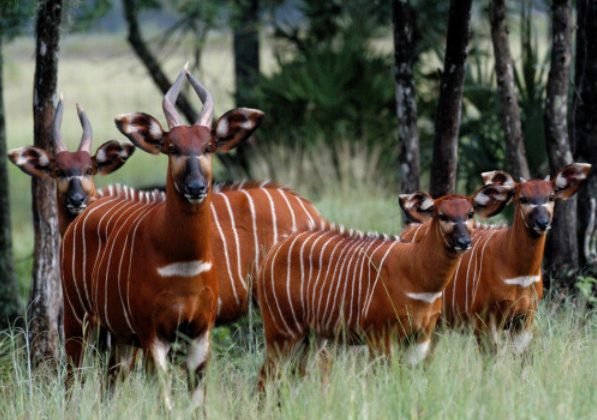 Kenya receives 17 Mountain Bongos repatriated from Florida, USA