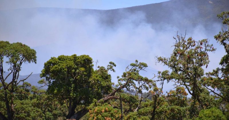 KWS, KFS mount joint response to contain wildfires at the Aberdare and Mt Kenya forests