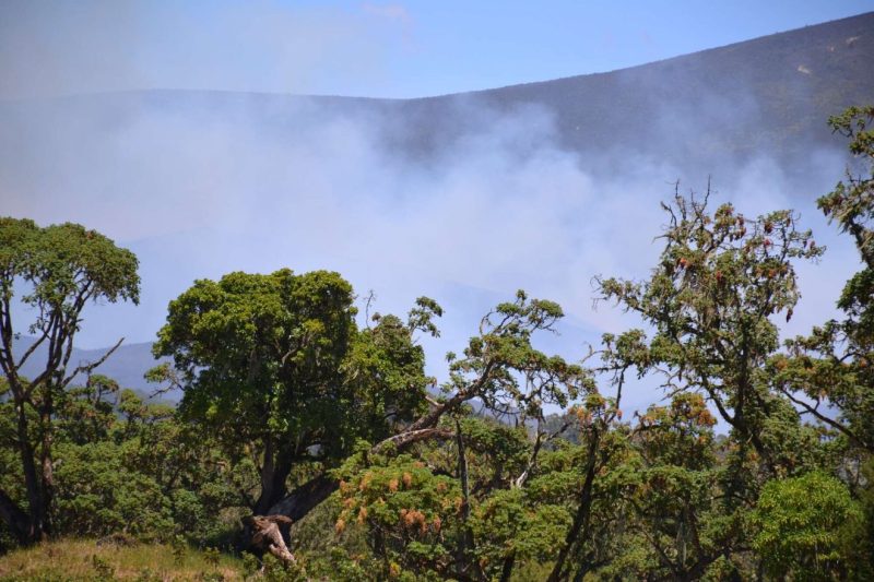 KWS, KFS mount joint response to contain wildfires at the Aberdare and Mt Kenya forests