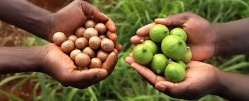 Macadamia nut farmers urged to reject payments below Sh100