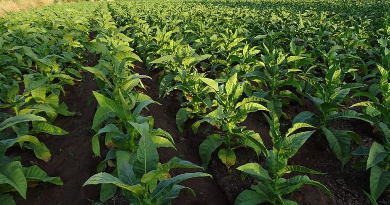 Tobacco farmers in Western protest payment delays by Thika-based firm