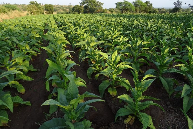 Tobacco farmers in Western protest payment delays by Thika-based firm