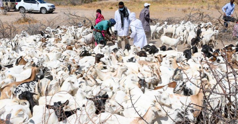 Garissa to vaccinate 600,000 livestock under Danish-supported campaign