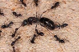 Chinese national convicted on ant smuggling case