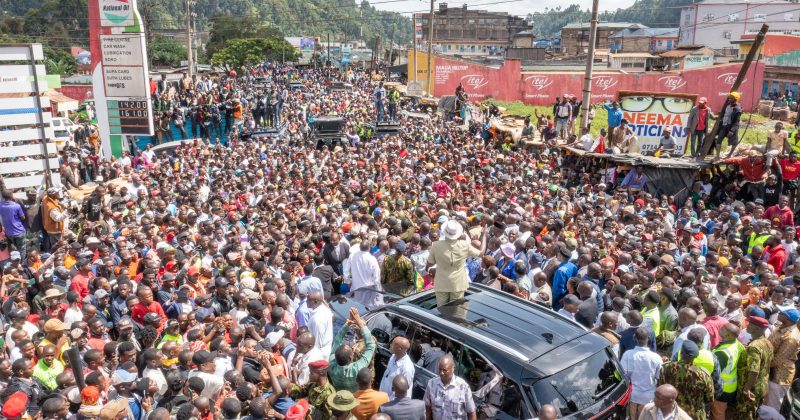 President Ruto directs Kindiki to lead war against miraa cartels to protect farmers