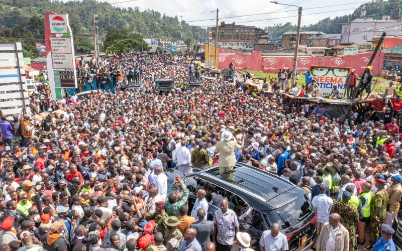 President Ruto directs Kindiki to lead war against miraa cartels to protect farmers