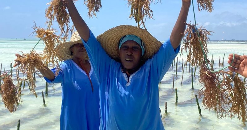 Beyond the tide but who gains the least in Zanzibar’s seaweed farming