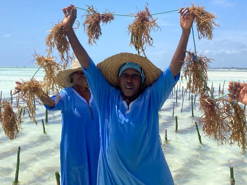 Beyond the tide but who gains the least in Zanzibar’s seaweed farming