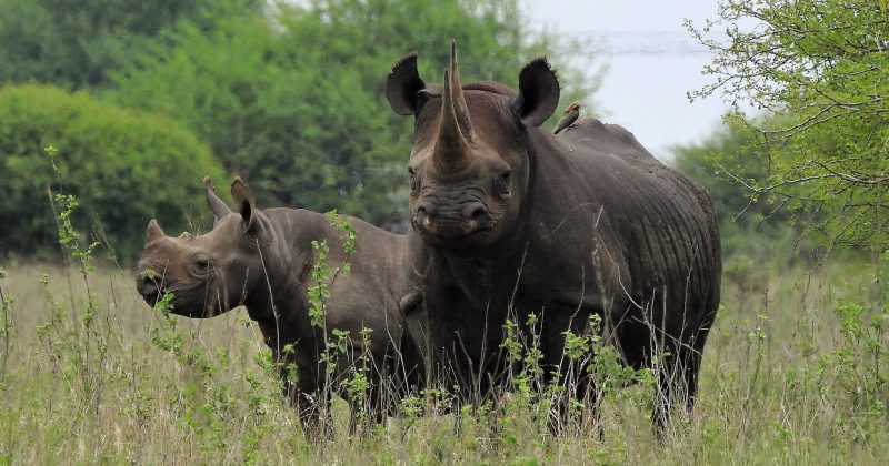 Govt Unveils Tech-Driven Compensation Plan to Tackle Human-Wildlife Conflict