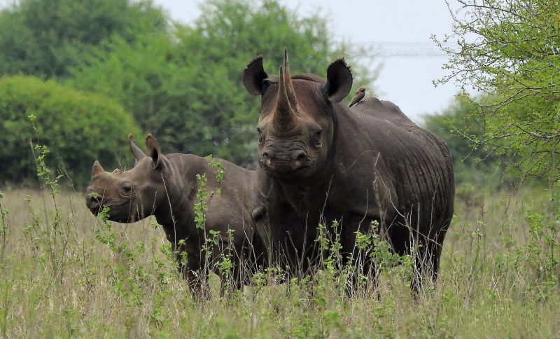 Govt Unveils Tech-Driven Compensation Plan to Tackle Human-Wildlife Conflict