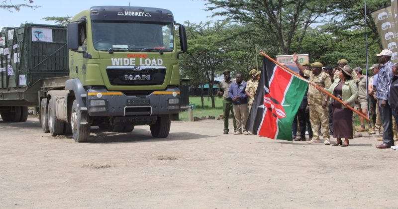 Govt translocates 21 rhinos to Segera Rhino Sanctuary to decongest Olpejeta
