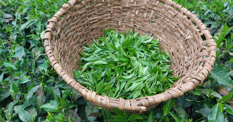 Tea Farmers to Receive KSh2.65B Recovered from Collapsed Banks