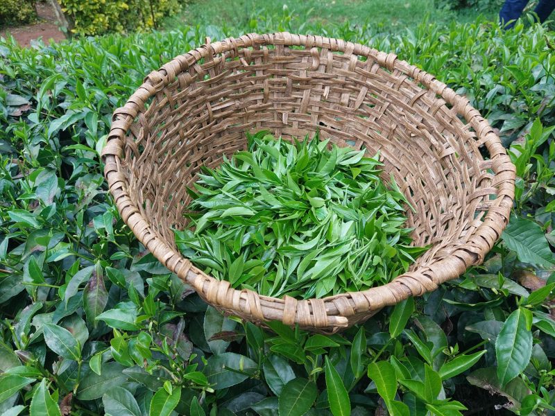 FAO pilots low-carbon tea among small-scale farmers
