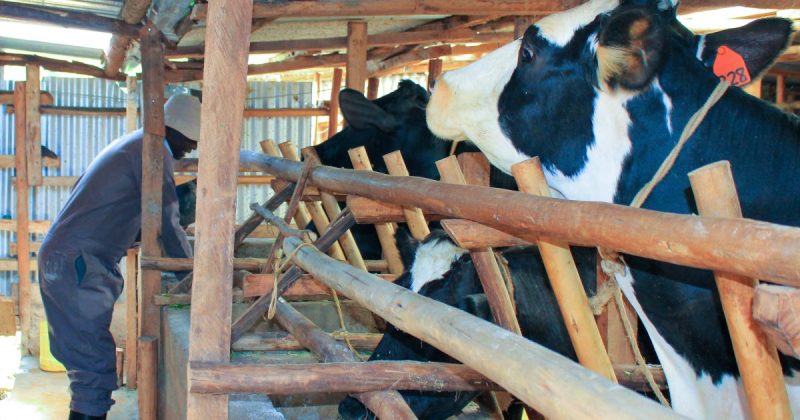 Dairy farmers in Western Kenya decry challenges accessing AI
