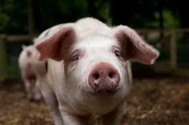 Trade in pigs banned in Awendo as County issues Swine Flu alert