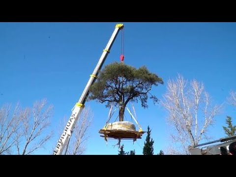 (WATCH) 300 year old tree Quebracho tree moved for road expansion in Argentina despite mass protests