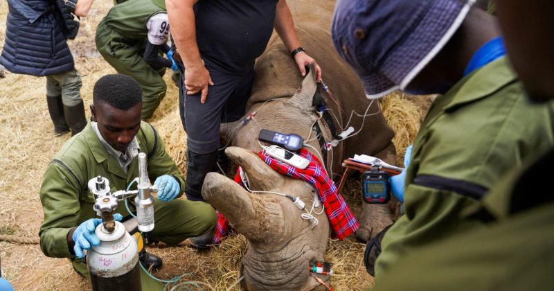 Endangered northern white rhino egg cells flown to Italy for fertilization