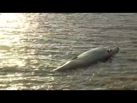 (WATCH)Whale deaths mystery – Second carcass found north of Buenos Aires in same week, scientists baffled