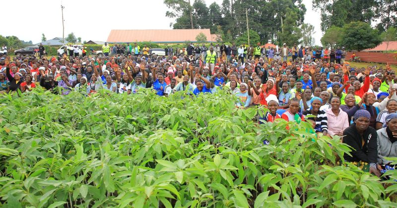 Kisii lawmaker urges small-scale farmers to embrace Hass avocado