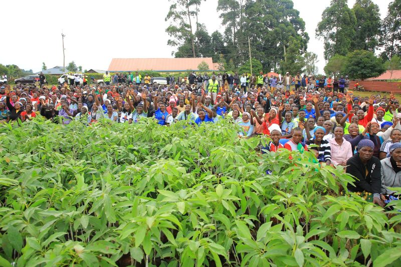 Kisii lawmaker urges small-scale farmers to embrace Hass avocado