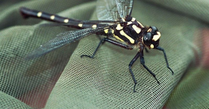 Africa’s freshwater ecosystems depend on little creatures like insects and snails: study maps overlooked species