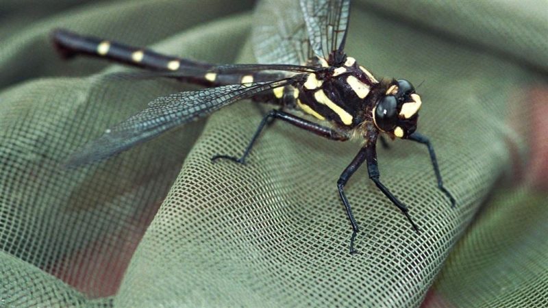 Africa’s freshwater ecosystems depend on little creatures like insects and snails: study maps overlooked species