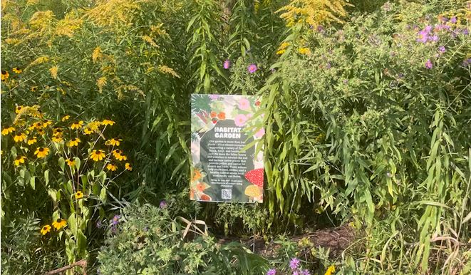 Here’s how you can make your garden a safe and biodiverse space for urban wildlife