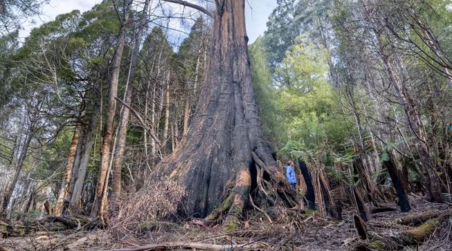 5 ingenious things trees do that human designers can learn from
