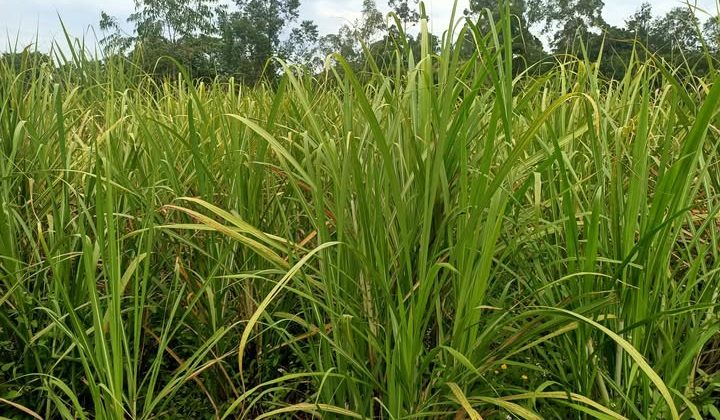 Firm to put up Sh1.45bn sugar factory in Siaya County