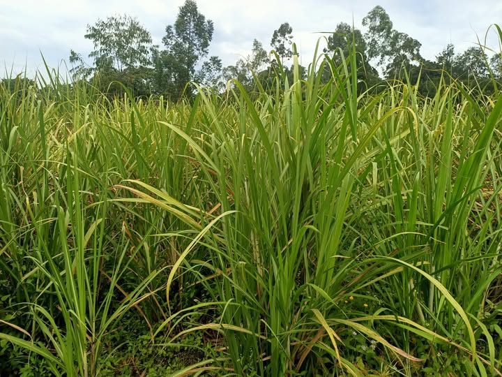 Firm to put up Sh1.45bn sugar factory in Siaya County