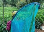 Tea machinery company completes plucking machine trials