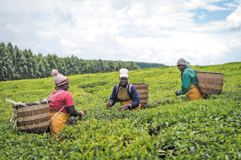 KTDA urges politicians to stop politicizing tea sector reforms