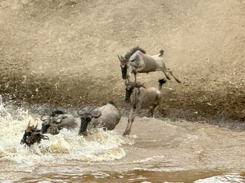 Kenya commits to conserve Mau Forest complex; the source of the Mara River