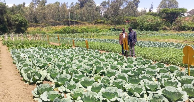 Nakuru County Govt urges offtakers to buy wheat, maize from farmers
