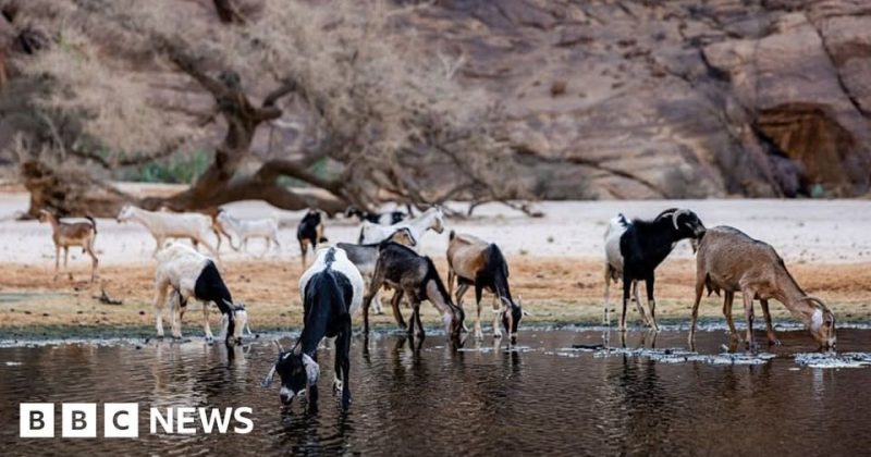 Chad cuts ties with wildlife charity linked to Prince Harry