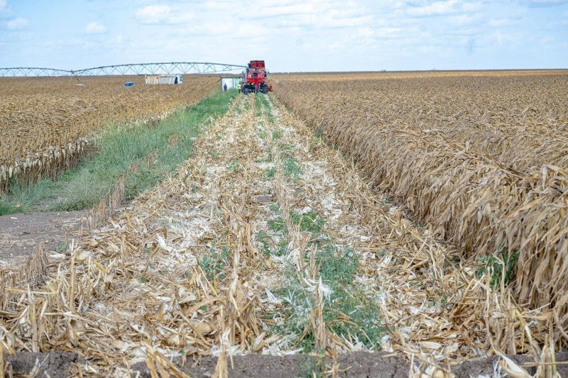 Govt commences first harvest on 1,500-acre Galana Kulalu irrigation scheme