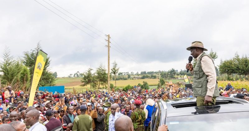 President Ruto lifts ban on logging for harvesting of mature trees in forests