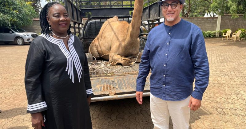 Balala Leads Delegation to Bondo, Presents Camel in Honour of Raila