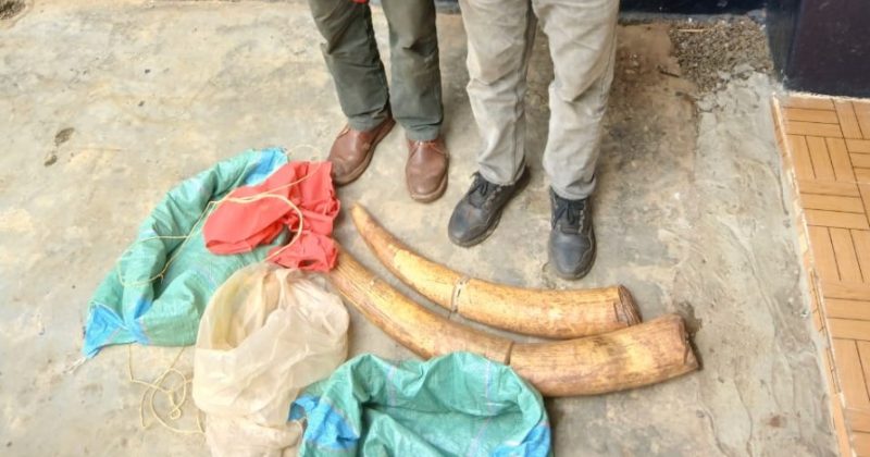 2 arrested as multi-agency team recovers elephant tusks valued at Sh3.6bn