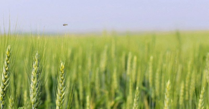 Kazakhstan sends 1st wheat shipment to Armenia via Azerbaijan in 30 years – China Daily