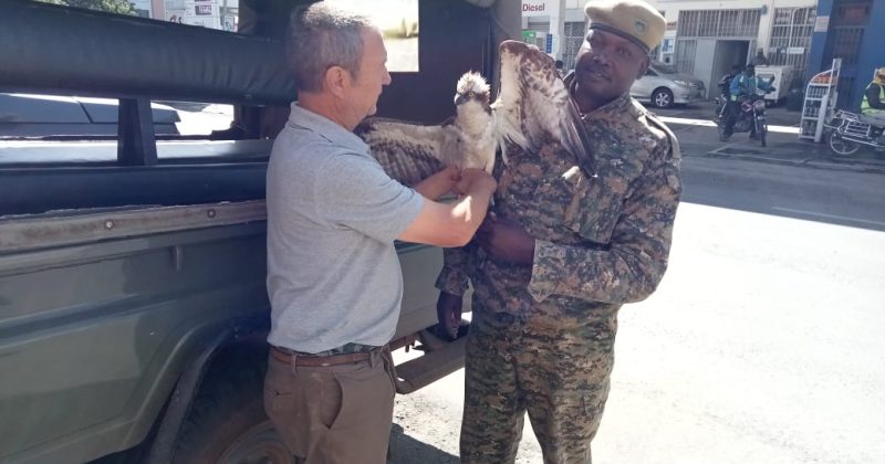 Migratory Osprey From Russia Rescued in Siaya After Long Journey