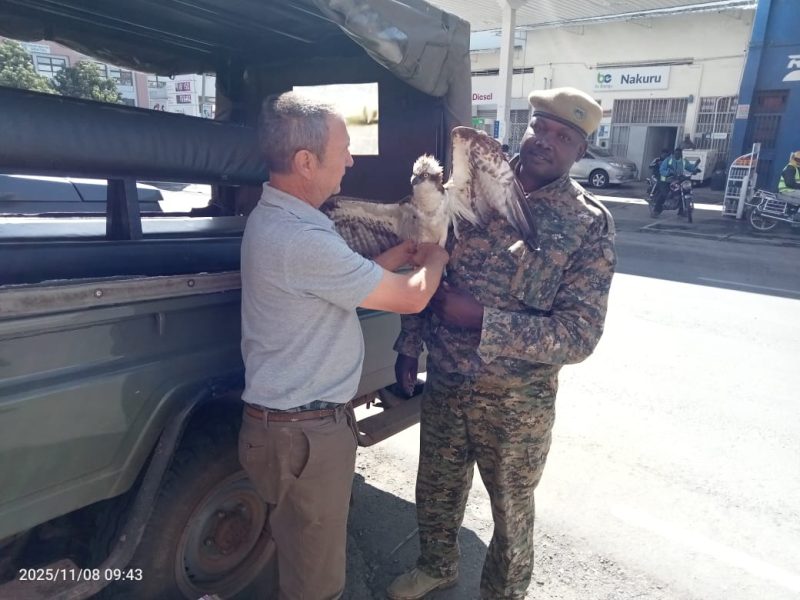 Migratory Osprey From Russia Rescued in Siaya After Long Journey