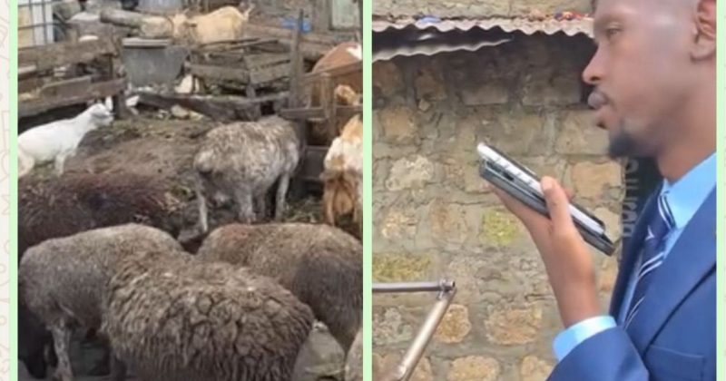 “Hii wanyama wananuka vibaya” Mosiria Outlaws Livestock Keeping in Nairobi Residential Neighbourhoods