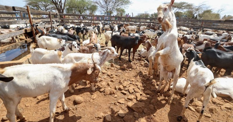 All set for 2025 Kimalel Goat Auction and Baringo Cultural Festival