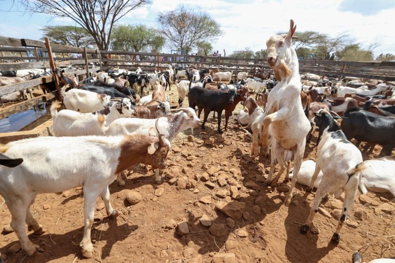 All set for 2025 Kimalel Goat Auction and Baringo Cultural Festival