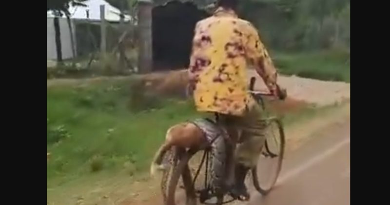 Ugenya man filmed carrying tied-up python on bicycle says KWS failing farmers