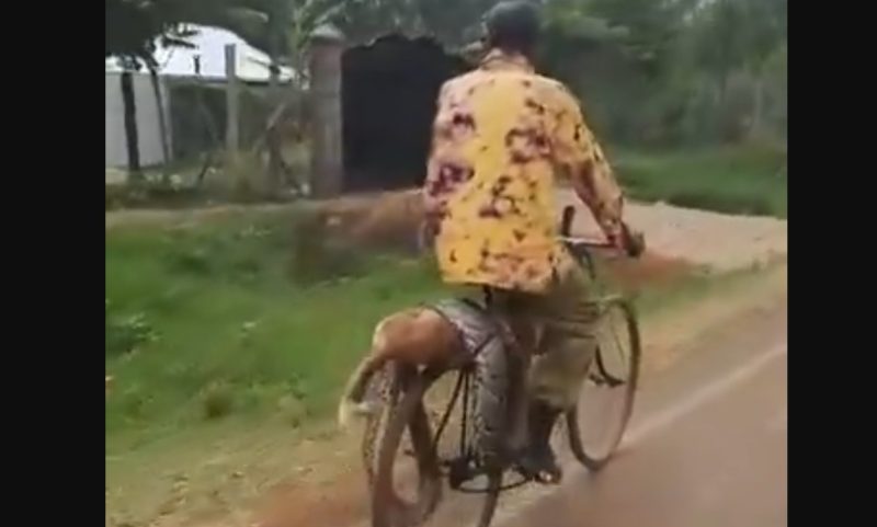 Ugenya man filmed carrying tied-up python on bicycle says KWS failing farmers
