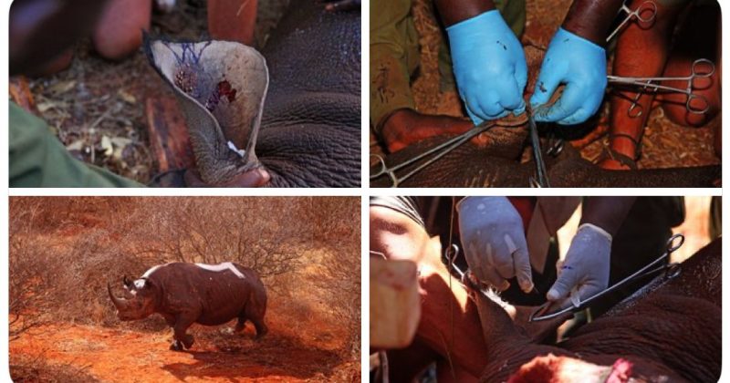 EXPLAINER: Why Rhinos are Ear-Notched — And Why It Matters for Their Survival